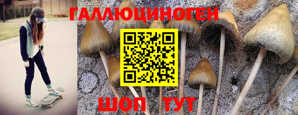 Псилоцибиновые грибы GOLDEN TEACHER  Галлюциногенные грибы Magic Shrooms  Братск  Вход с VPN 